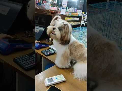 ചേട്ടാ ഈ മുട്ടായിക്ക് എത്രയാ 😂😂#shortsfeed #dog  #dogs #doglover #cutedog #doglovers #animals #