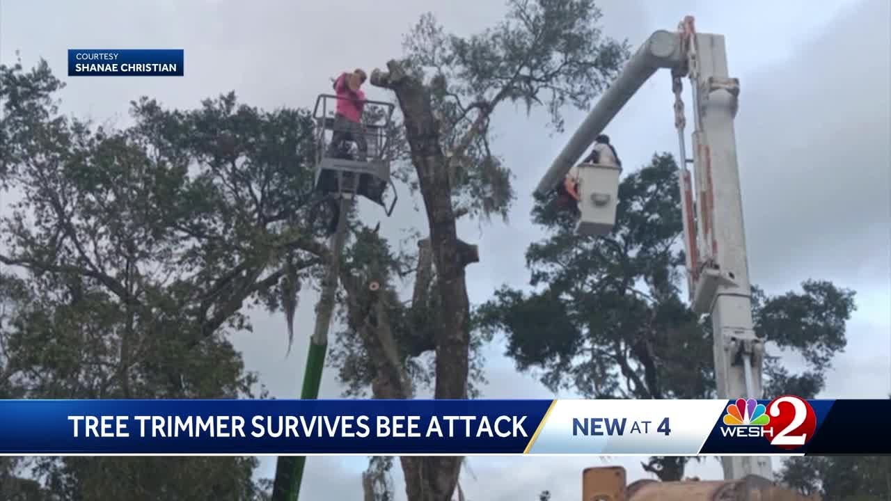 Florida man survives vicious bee attack after falling 30 feet, stung more than 100 times
