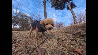 귀염둥이 뚜띠의 산책 먹방!