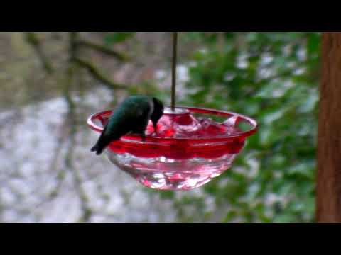 March 14 2021 1222 SANY1213 hum