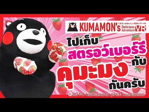[VR180] สตอเบอรี่ที่ปลูกในจังหวัดคุมาโมโตะ กับธรรมชาติที่น่าตื่นตาของภูเขาอาโสะ