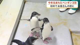 仙台うみの杜水族館でミナミイワトビペンギンのヒナ３羽がデビュー「よちよちしててかわいい」 (26/08/20 17:46)