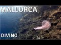 MALLORCA | South | Diving, Mallorca, Mallorca, gesamt, Spanien, Balearen