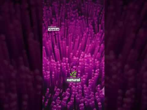 O Lago Rosa do Senegal  Um Mistério da Natureza Revelado