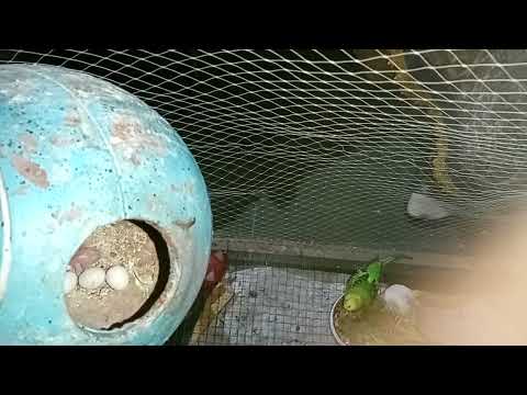 The smallest parrot you've ever seen | tiny parrot & egg🥚✨💚