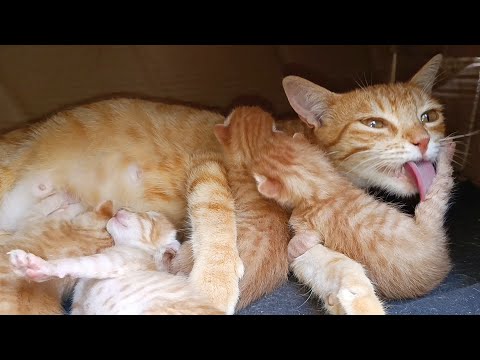 Mother cat cleans her kittens vigorously to show them her love