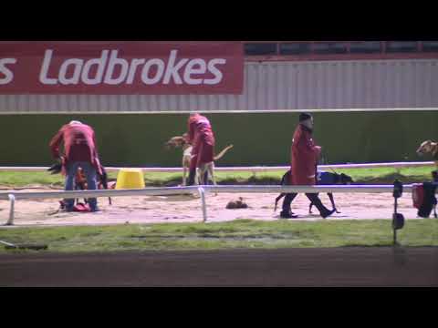 King Turbo - Ladbrokes Kent Derby Final