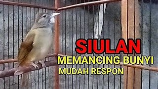 Download lagu Inilah suara siulan kapas tembak yang bagus buat terapi katem kurang emosi mp3 Download lagu Inilah suara siulan kapas tembak yang bagus buat terapi katem kurang emosi mp3