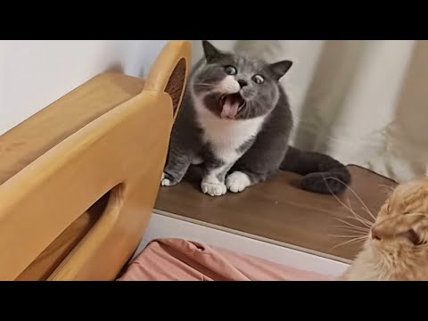 Les chats : totalement fous et imprévisiblement intelligents