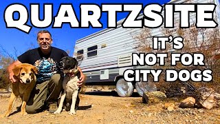 Your Dogs Would Hate It Here | Full Time Nomad Life In Quartzsite Arizona
