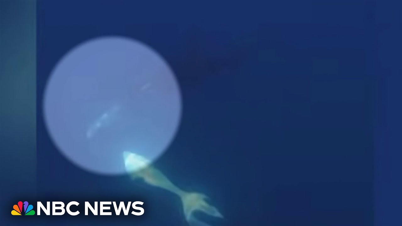 Video: Orcas filmed ramming sunfish in coordinated Sea of Cortez hunt