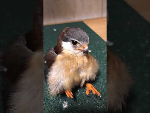 ハヤブサの大腿骨 - アメリカ合衆国テキサス州キャメロン郡