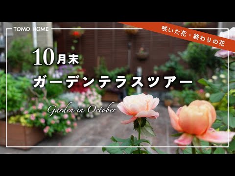 病気に強い植物: 健康的な庭のための 10 の花  庭園