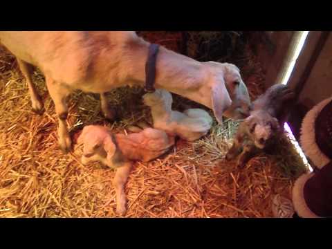 baby goats 024