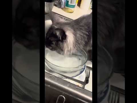 Cats are funny #cats #catsrule #gato #swimmer #funny #funnyanimals #funnycats #trynottolaugh #lol