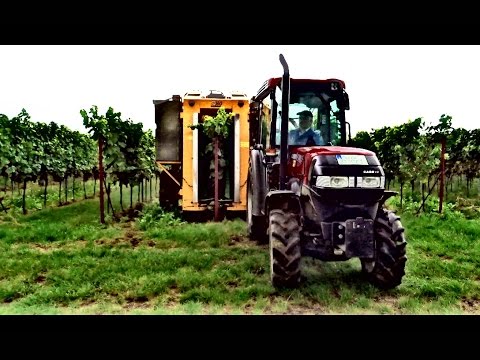 Weinlese 2016 mit Case Quantum 95V und Gregoire G60