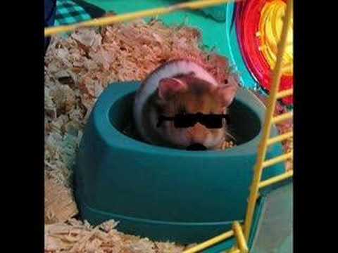 The Rappin' Hamster - Smack That (2)