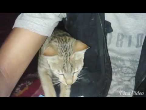 My Train cat.....vip☆♡★