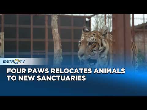 Animals Rescued from Former Lujan Zoo Find New Homes in Bulgaria and Netherlands