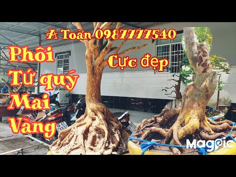 🔥A Toàn 0987777540🤙Phôi Mai Tứ Quý,Mai vàng đế 24h tại kiên Giang