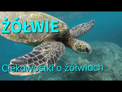 ŻÓŁWIE🐢|CIEKAWOSTKI O ŻÓŁWIACH🐢|Dzień żółwia |Chrońmy zagrożone gatunki |Film edukacyjny