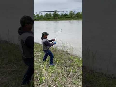 Slay 52 inches sturgeon!!