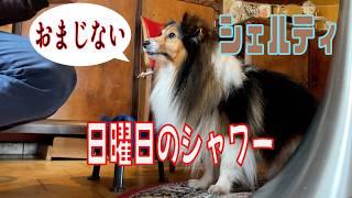 【シェルティ】日曜日のシャワー 【フランス田舎暮らし🇫🇷】#犬の散歩 #賢い犬 #犬のいる暮らし #マイペースな犬
