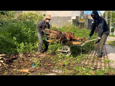 Sidewalk cleaning uncovers horror hidden deep in lawn