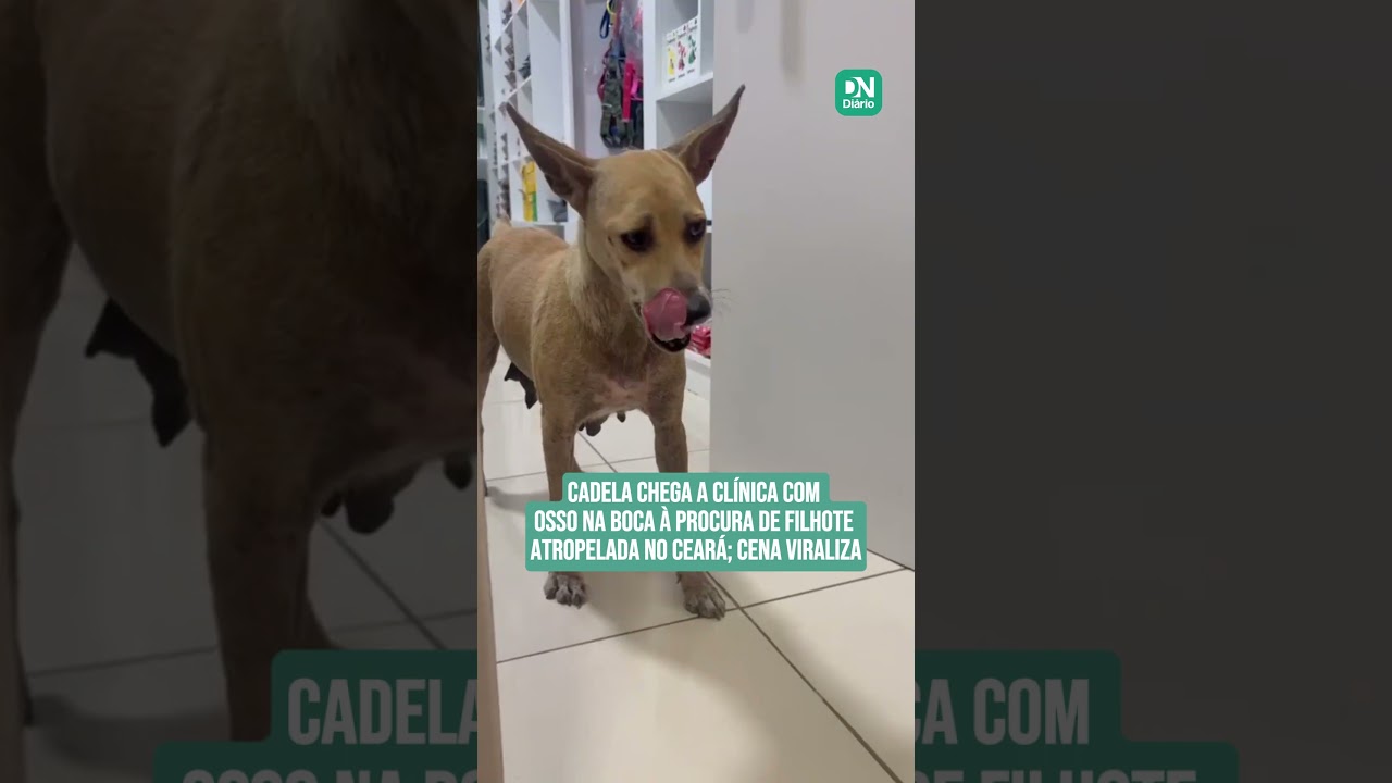 Imagem da notícia Cadela leva osso na boca à clínica veterinária em busca de filhote atropelado no Ceará