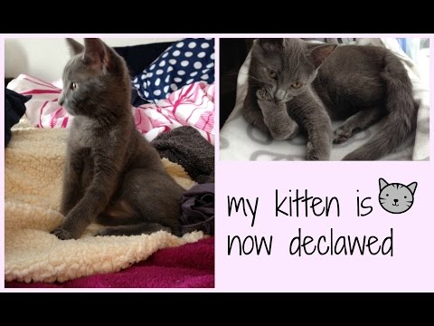 my kitten is now declawed - 1 Day