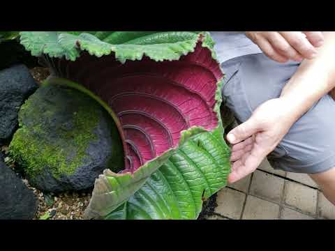 What is "monophyllous"?