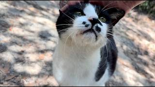 足止めが上手くいって喜んでる人懐っこくてかわいい猫ちゃん