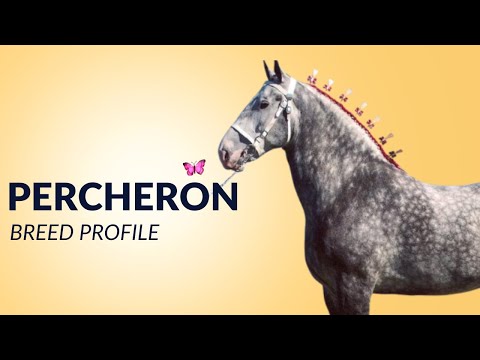 Percheron-Pferderassenprofil, Geschichte – Preis – Eigenschaften – Training – Pflege