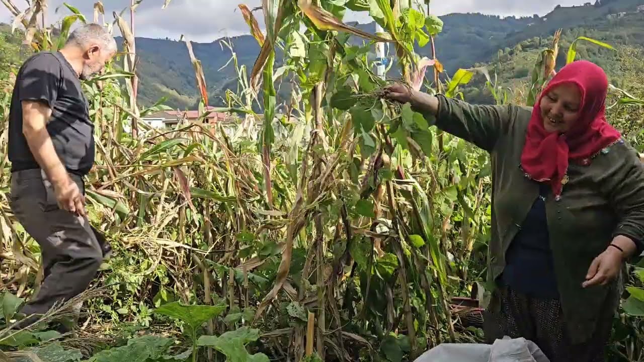 🌾🍂 BABA TOPRAĞINDA HASAT ZAMANI‼️🚜🌿SON GÜZÜN SON İŞLERİ… 🍁🌱