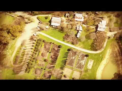 Lavandula Swiss Italian Farm Stage Space One