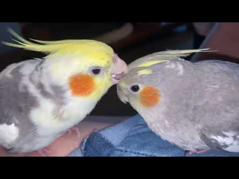 Binks our Cockatiel preening his son Biggie. #cockatiel #babycockatiel