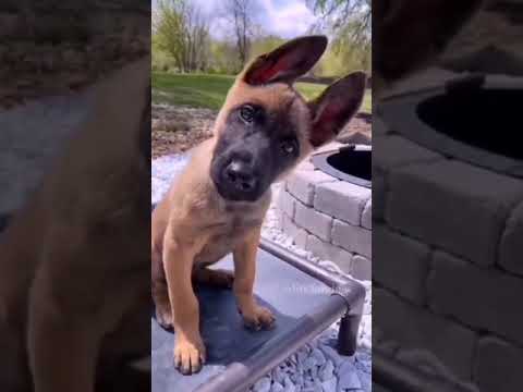 transformacion de perros shorts