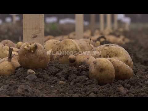 Pestova feston ditën e patates - 07.10.2016 - Klan Kosova