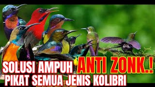 Download lagu SUARA PIKAT SEMUA KOLIBRI TERAMPUH ||suara burung kolibri ribut mp3 Download lagu SUARA PIKAT SEMUA KOLIBRI TERAMPUH ||suara burung kolibri ribut mp3