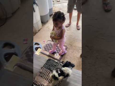 Badiday #dog #topbreed #puppy #pitbull #cute #animal