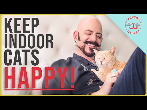 Essentials for Indoor Cat Happiness - YouTube