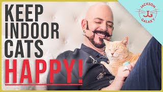 How to Keep Indoor Cats HAPPY