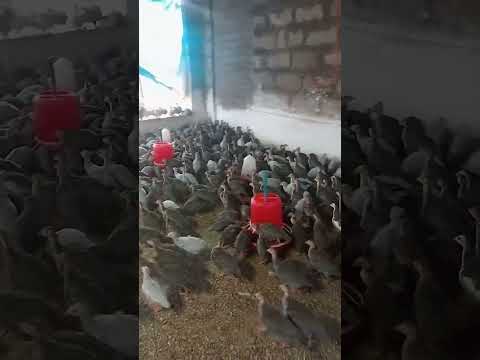 1 month guinea fowl chicks