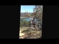 Stillman Trek Lake Eildon In The Argo 6x6
