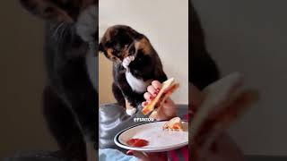 Big fails 😅🤣😁 #shortsfails #shortvideo #failsvideo