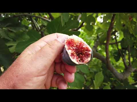 download lagu mp3 mp4 Black Mission Fig Tree For Sale Near Me, download lagu Black Mission Fig Tree For Sale Near Me gratis, unduh video klip Black Mission Fig Tree For Sale Near Me