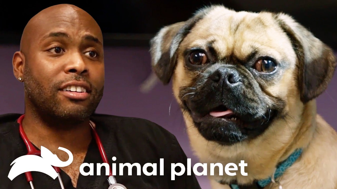 Life-Changing Treatments from Season 6 | The Vet Life | Animal Planet