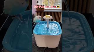 My Friends Bird vs My Bird (Shower Moments) 🐥😭