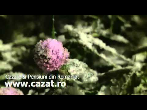 Cazare Fagetu, Salaj - Cazat.ro