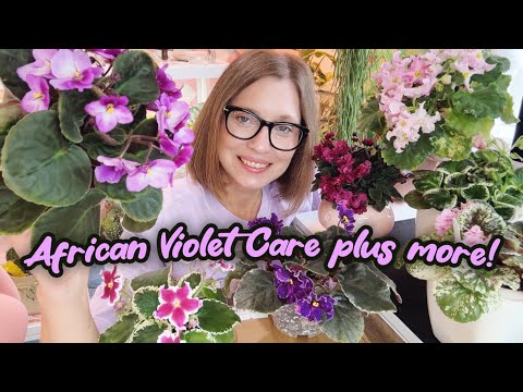 All About African Violets | Care Tips and more!